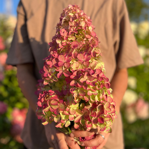 Гортензия Фрайз Мельба